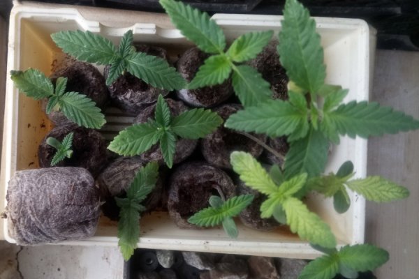 Кракен порошок